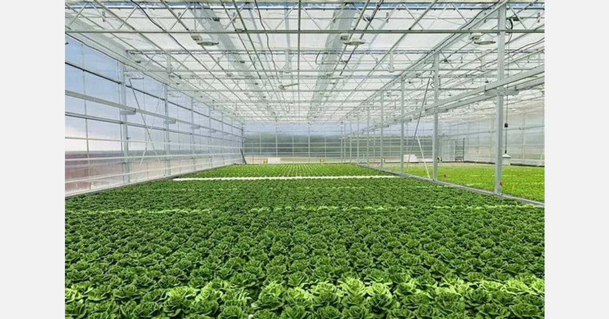 Rows of green lettuce growing inside a large, bright, modern greenhouse with glass walls and ceiling, allowing natural light to fill the space.
