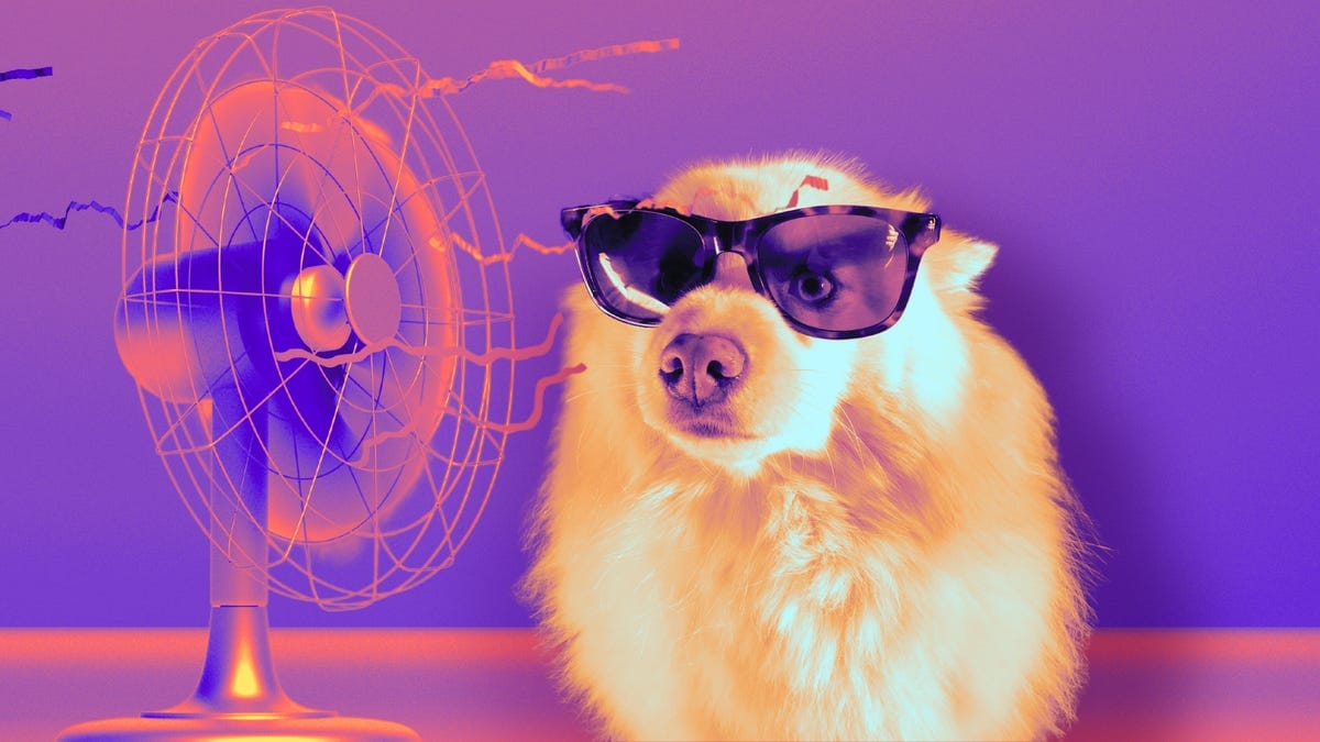 A fluffy dog wearing sunglasses sits next to an electric fan, with both bathed in bright orange and purple lighting for a cool, stylized effect.