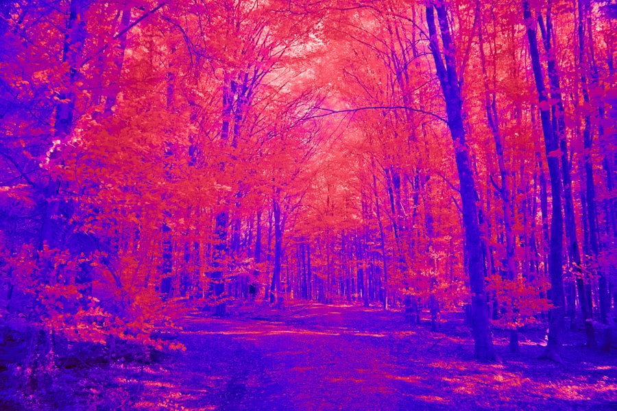 Photo Infrared Study